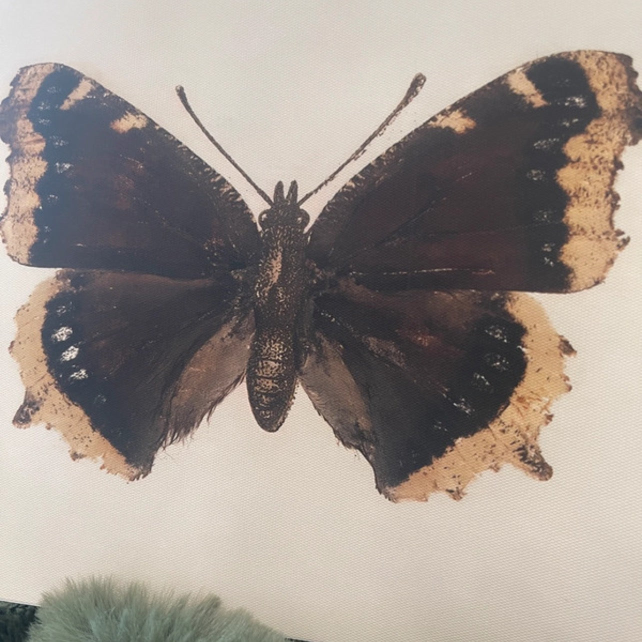 Butterfly with brown and black wings on a light background