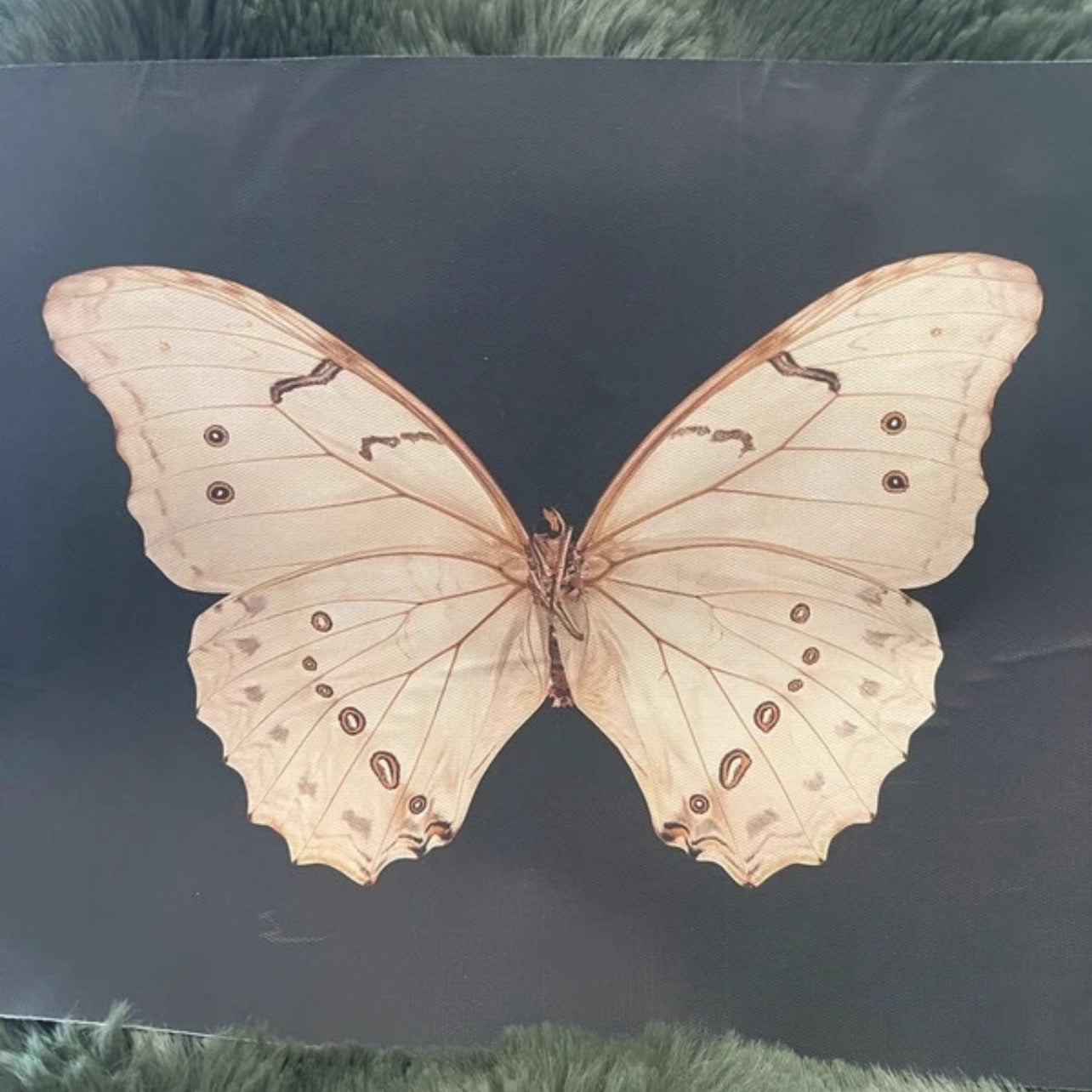 Butterfly with detailed wings on a dark background