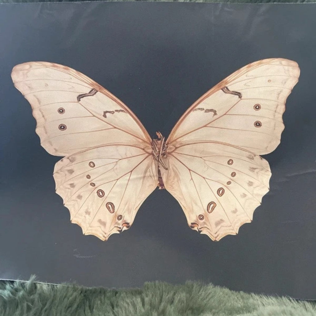 Butterfly on a dark background with green grass at the bottom