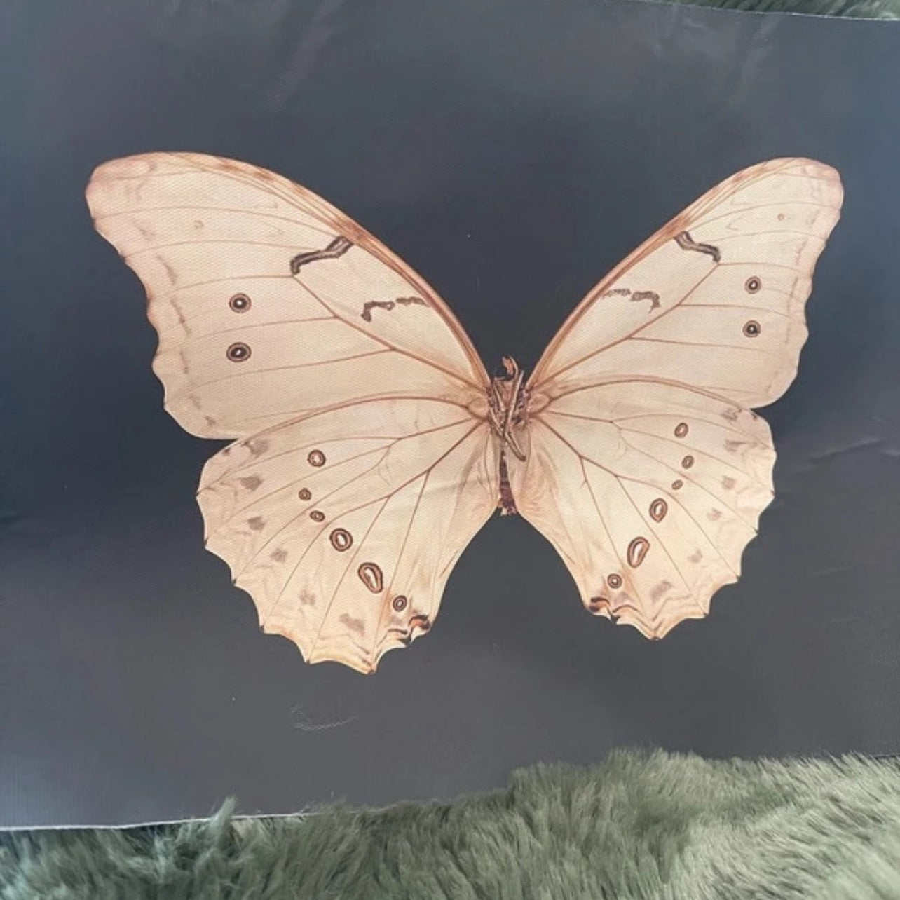 Butterfly with cream brown wings on a dark background