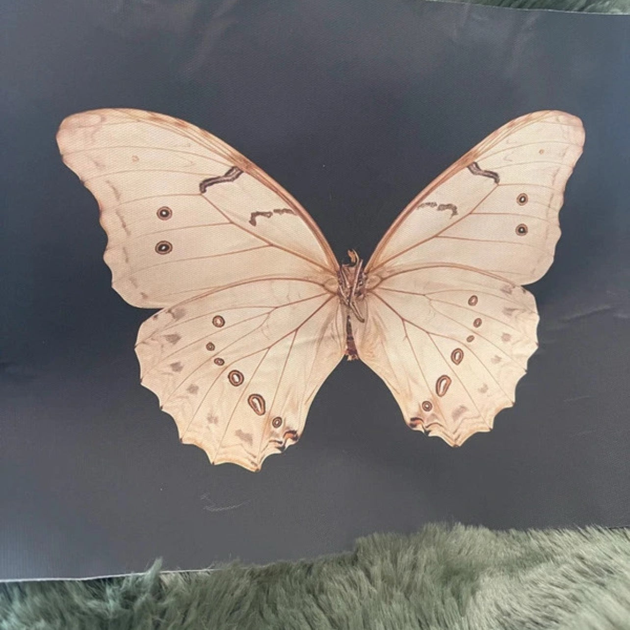 Butterfly with cream-brown wings on a dark background